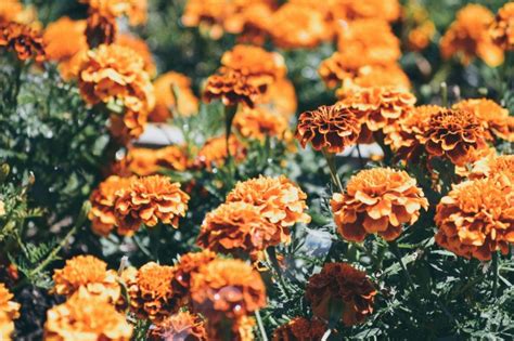 Download 2560x1700 Orange Flowers Petals Bloom