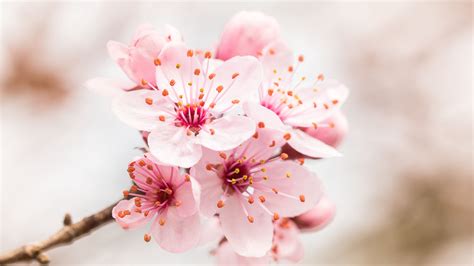Download Wallpaper 3840x2160 Flower Bloom Branch Pink