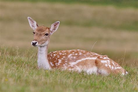 What Is A Female Deer Called All Names Explained