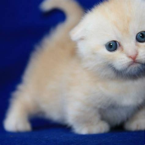 15 Amazingly Cute Scottish Fold Munchkin Kittens Bone And Yarn