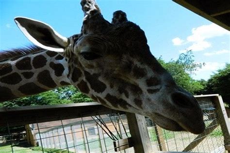 Plumpton Park Zoo Is One Of The Very Best Things To Do In Baltimore