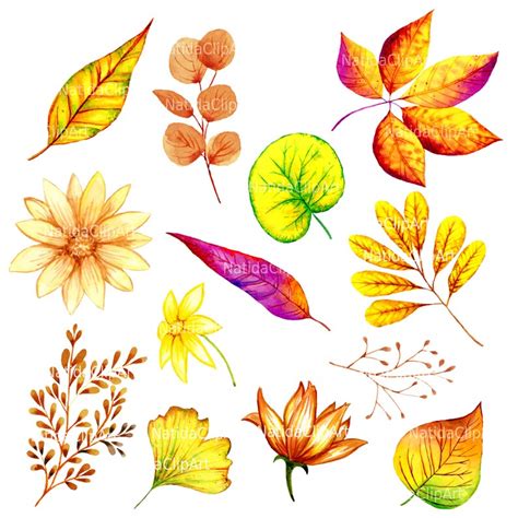 Autumn Leaves Clipart Watercolor Autumn Leaf Clipart Fall Etsy