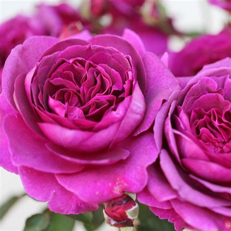 Buy Rose Timeless Purple Hybrid Tea Rosa Timeless Purple Laudatio