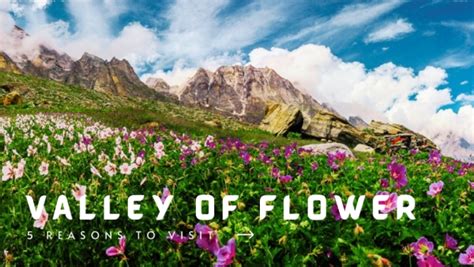 5 Reasons To Visit The Valley Of Flowers
