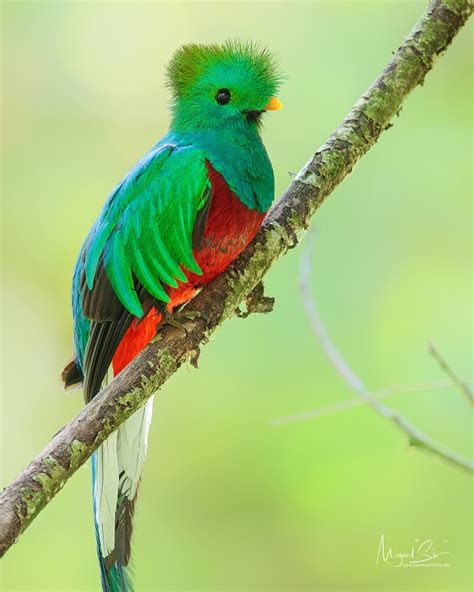 We Saw A Lovely Pair Of Quetzals Last Saturday Rpanama