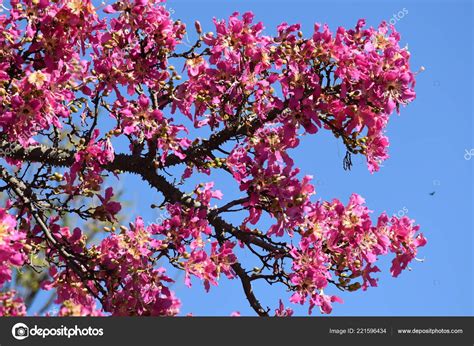 Toborochi Tree For Sale Pink Flowers Tree Called Palo Borracho