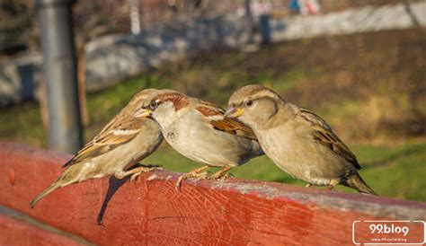 Banyak sekali jenis burung populer yang ada disetiap penjuru negeri. 5 Tips Sederhana Cara Mengusir Burung Gereja. Rumah Bebas ...