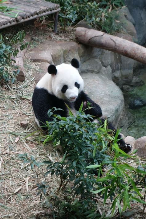 Busy Kai Kai Giant Panda Forest Singapore Zoo River Safa Koukat