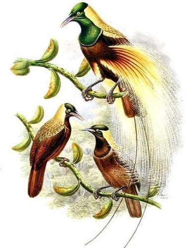 Emperor Bird Of Paradise Paradisaea Guilielmi · Inaturalist United