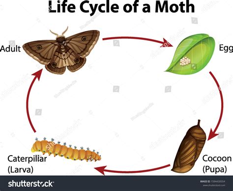Diagram Showing Life Cycle Moth Illustration Stock Vector Royalty Free