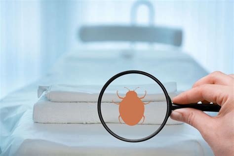 Exterminators Tips For Identifying Bed Bugs In Queens Ny Biotech