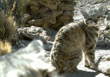 Andean Mountain Cat l Beautiful - Our Breathing Planet