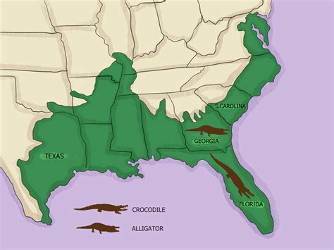 Alligators In Georgia Map Map Vectorcampus Map