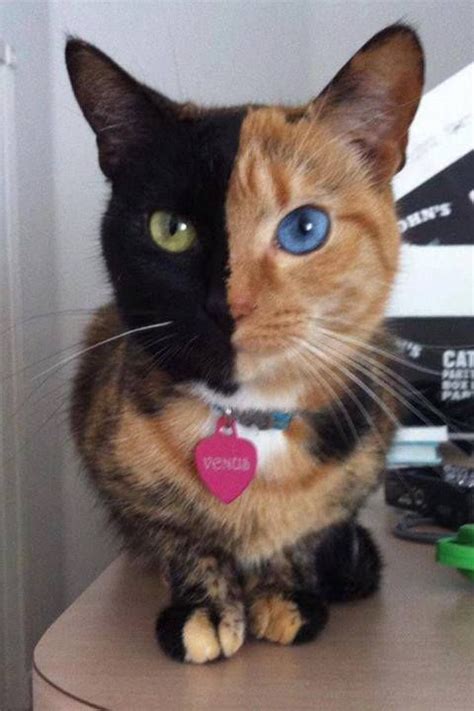 16 Fascinating Animals That Have A Rare Genetic Mutation Pretty Cats