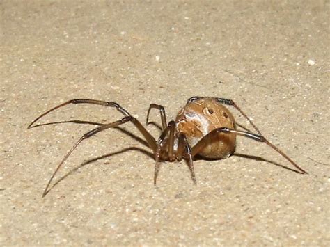 Theridiidaelatrodectus Geometricus Female Brown Widow Spider Female