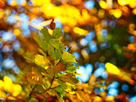 Branch Leaves Autumn Blur Bokeh Hd Wallpaper Peakpx