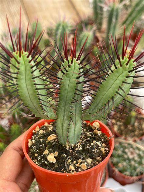 Euphorbia Enopla With Arms Good Luck Cactus Live Cactus Etsy Cactus