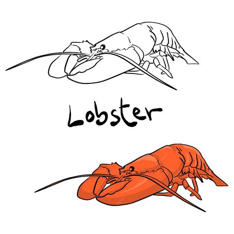 Premium Vector Big Fresh Orange Sea Lobster Vector Illustration