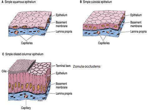 Where Is Epithelium Connective Tissue And Blood Vessels Located Steve
