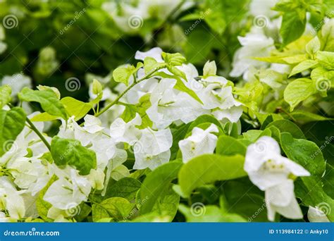 White Bougainvillea Thorny Ornamental Vines Stock Photo Image Of