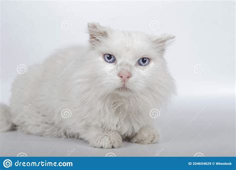 Beautiful White British Long Haired Cat With Blue Eyes With A Cute Face
