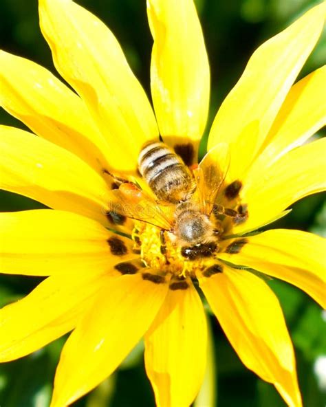 One Yellow Daisy And A Bumble Bee Blooming In A Garden Stock Photo