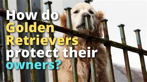 Will Golden Retrievers Protect Their Owners