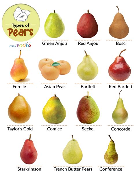 14 Different Types Of Pears With Pictures Only Foods