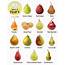 14 Different Types Of Pears With Pictures  Only Foods