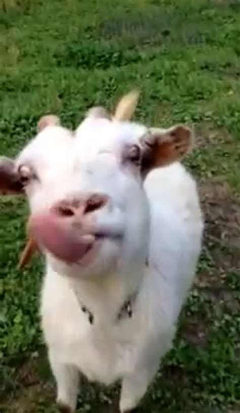 Goat Has A Very Impressive Tongue Video Huffpost Uk