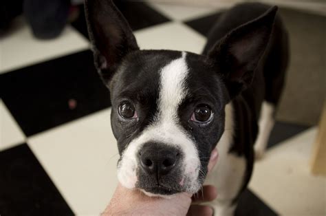 Boston Terrier Information Dog Breeds At Thepetowners