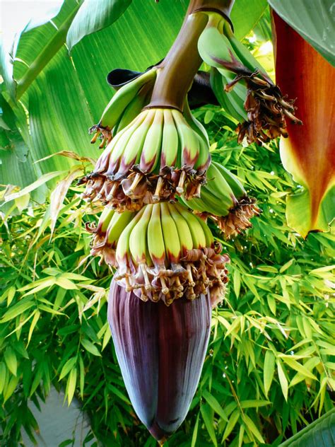 Why A Banana Plant Is Actually An Herb And A Berry Garden Betty