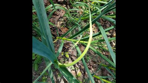Harvesting Garlic Scapes Garden Quick Tip Youtube