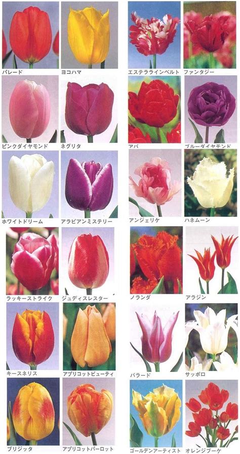 In this practice, plants were given codes and passwords. すべての花の画像: 上チューリップ 品種 切り花