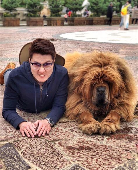 Prepare To Swoon Over These Cute Photos Of Tibetan Mastiffs The