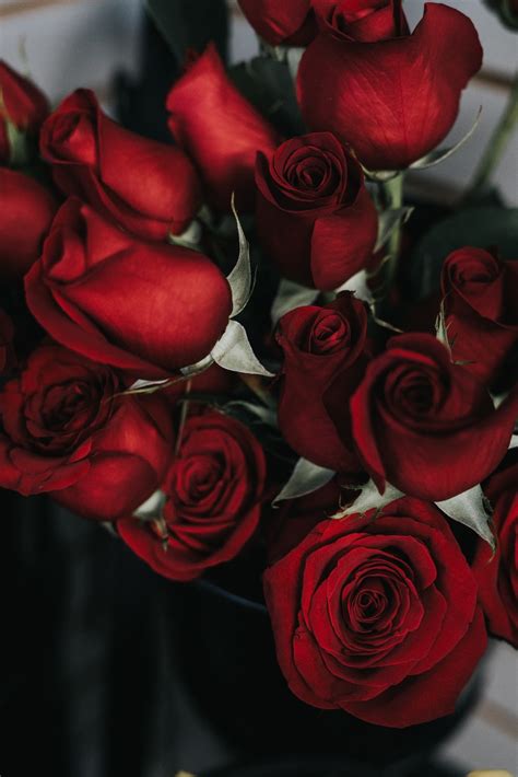 Download 9,804 love rose free vectors. 27+ Roses Images | Download Free Images on Unsplash