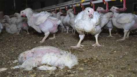 Chickens Left To Rot At Major Supplier Moy Parks Farms Bbc News