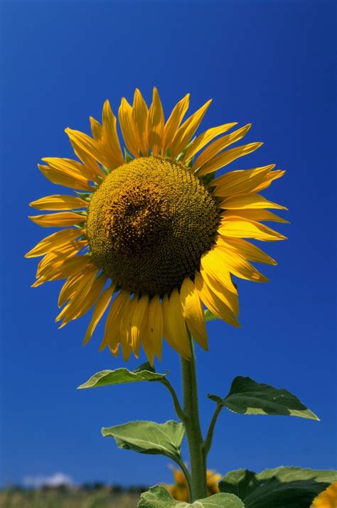 Sunflower Photos | ThriftyFun