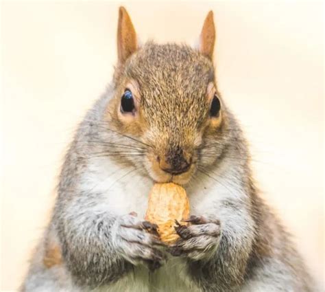A Close Up Of A Squirrel Holding Something In Its Hands And Eating Its
