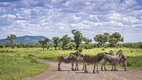Exploring Greater Kruger National Park Aesu