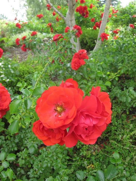 Check spelling or type a new query. Flower Carpet Scarlet roses provides brilliant blossoms ...