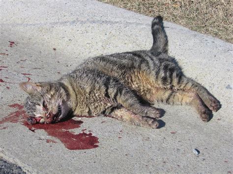 Did you vet recommend you put her to sleep? Cat Found With Leg Nearly Severed Is Latest TNR Victim | PETA