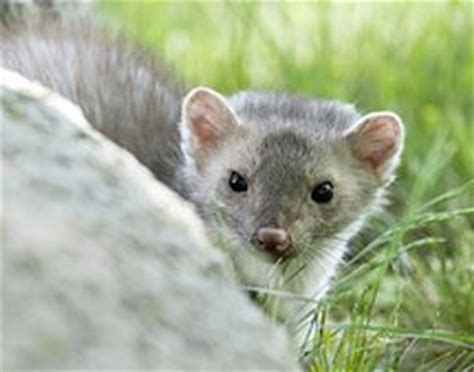 Sie dringen in dachböden ein und zerfressen isolierungen und kabel. Marder im Haus - alles zur Marderabwehr und Marderbekämpfung!