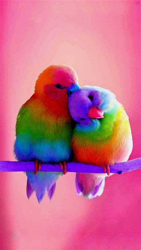 Rainbow Colour Love Birds Flowery Wallpaper Bird Wallpaper Flower