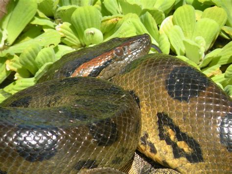 Anacondas Genus Eunectes · Inaturalist