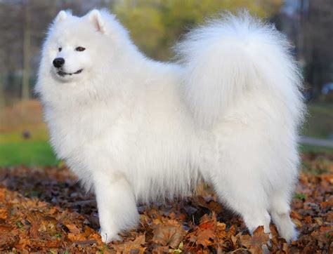 Samoyed Dog Breed A Guide To These Friendly Companions K9 Web