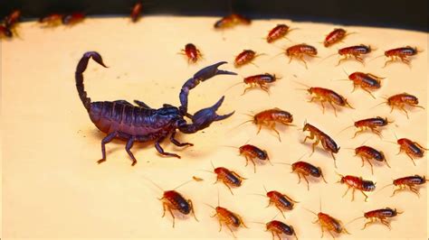 20 Craziest Fights In The Insect Kingdom Youtube