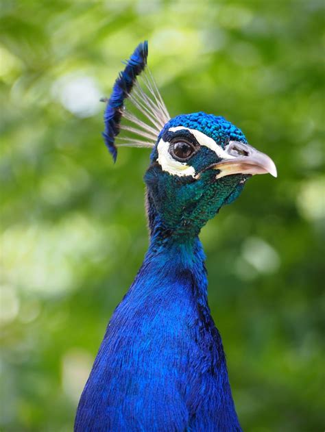 11 Great Reasons To Keep Peacocks As Pets Crate And Cage