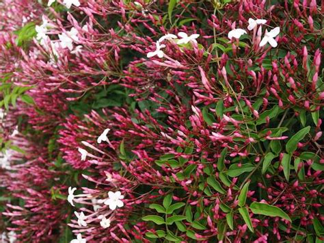 Jasminum Polyanthum Pink Jasmine Diacos Garden Nursery