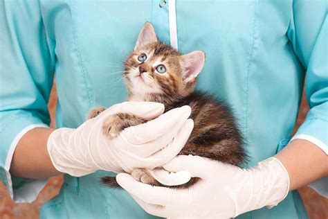 Your Kittens First Vet Visit What To Expect Fear Free Happy Homes